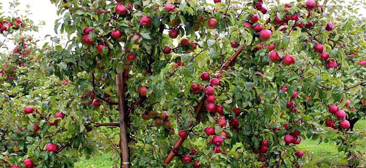 जुम्लामा असिनापानीले स्याउका बिरुवामा क्षति