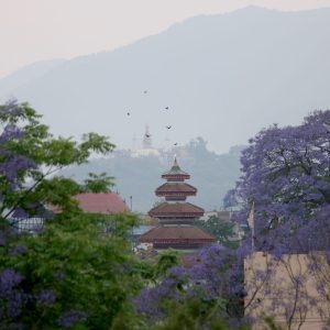 जाकाराण्डा फूलको संरक्षण गर्दै महानगर