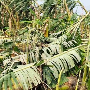 हावाहुरीले केराखेतीमा ५१ लाखको क्षति