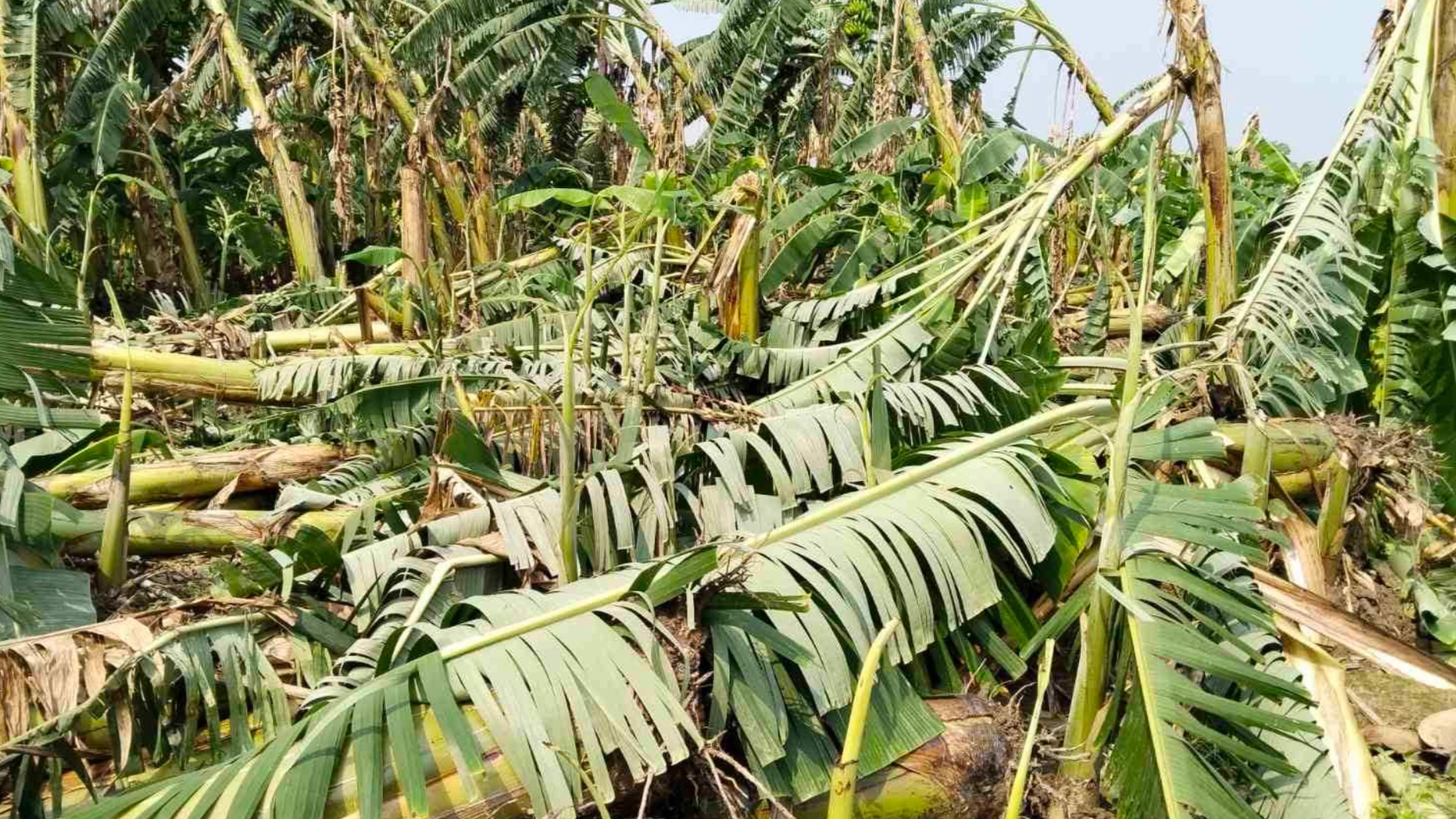 हावाहुरीले केराखेतीमा ५१ लाखको क्षति