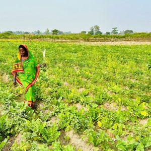 क्षेत्रगत कृषि कर्जा ३.३४ प्रतिशतले वृद्धि