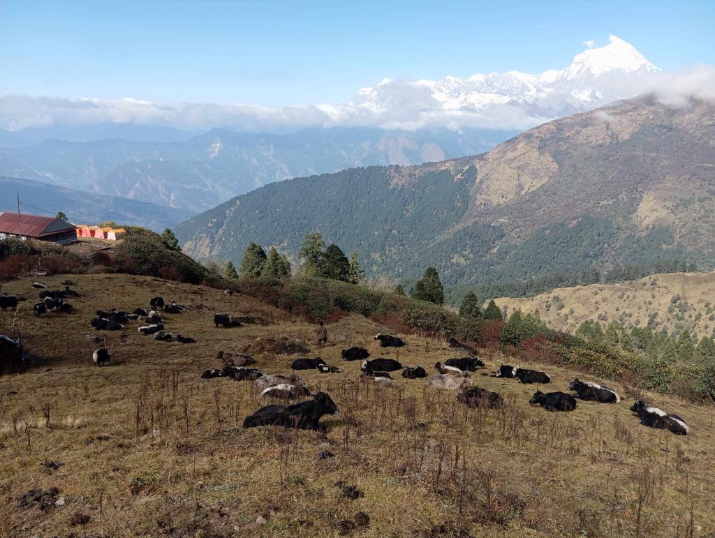 म्याग्दीको लाखेत ओझेलमा