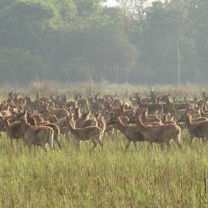 शुक्लाफाँटा बन्दैछ दुर्लभ वन्यजन्तुको आश्रयस्थल