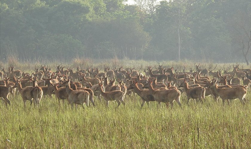 पर्यटकीय गन्तव्य बन्दै शुक्ला फाँटा राष्ट्रिय निकुञ्ज