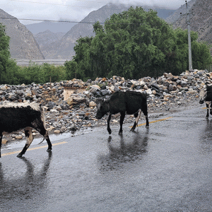 ‘हिमाली जिल्लाका लुलु गार्ई संरक्षणतर्फ ध्यान पुगेको छैन’