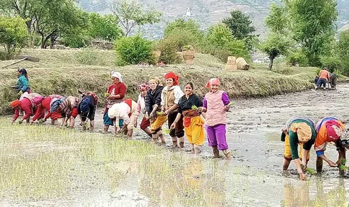 जुम्लाका किसानलाई मार्सीधान रोप्न भ्याइनभ्याइ