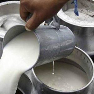 दूध उत्पादनमा नमूना बन्दै तनहुँको ‘बेलवास गाउँ’