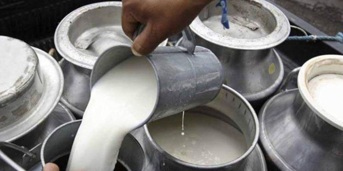 दूध उत्पादनमा नमूना बन्दै तनहुँको ‘बेलवास गाउँ’