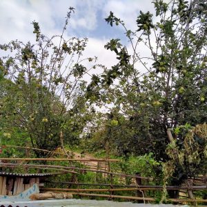 स्याङ्जाको चराङमा फल्यो स्याउ