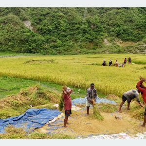 चैते धान थन्क्याउने चटारोमा किसान