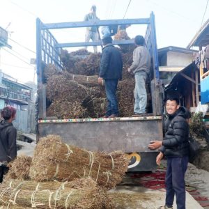 ताप्लेजुङमा चिराइतो उत्पादनमा वृद्धि