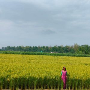 धानखेतीको तालिका बदलिँदैः अब जेठमै पाक्छ धान
