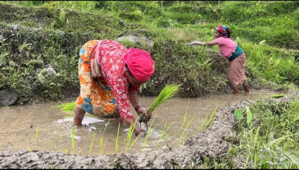 देशभर ७८.८४ प्रतिशत भूभागमा धान रोपाइँ