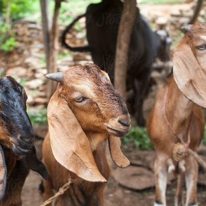 बाख्रा पाएपछि दंग