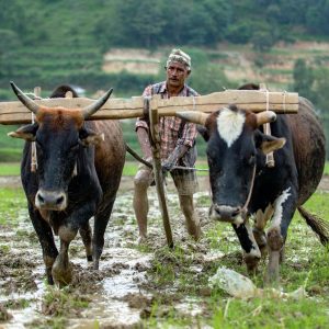 गुल्मीमा गाईपालक किसानलाई प्रसूति भत्ता