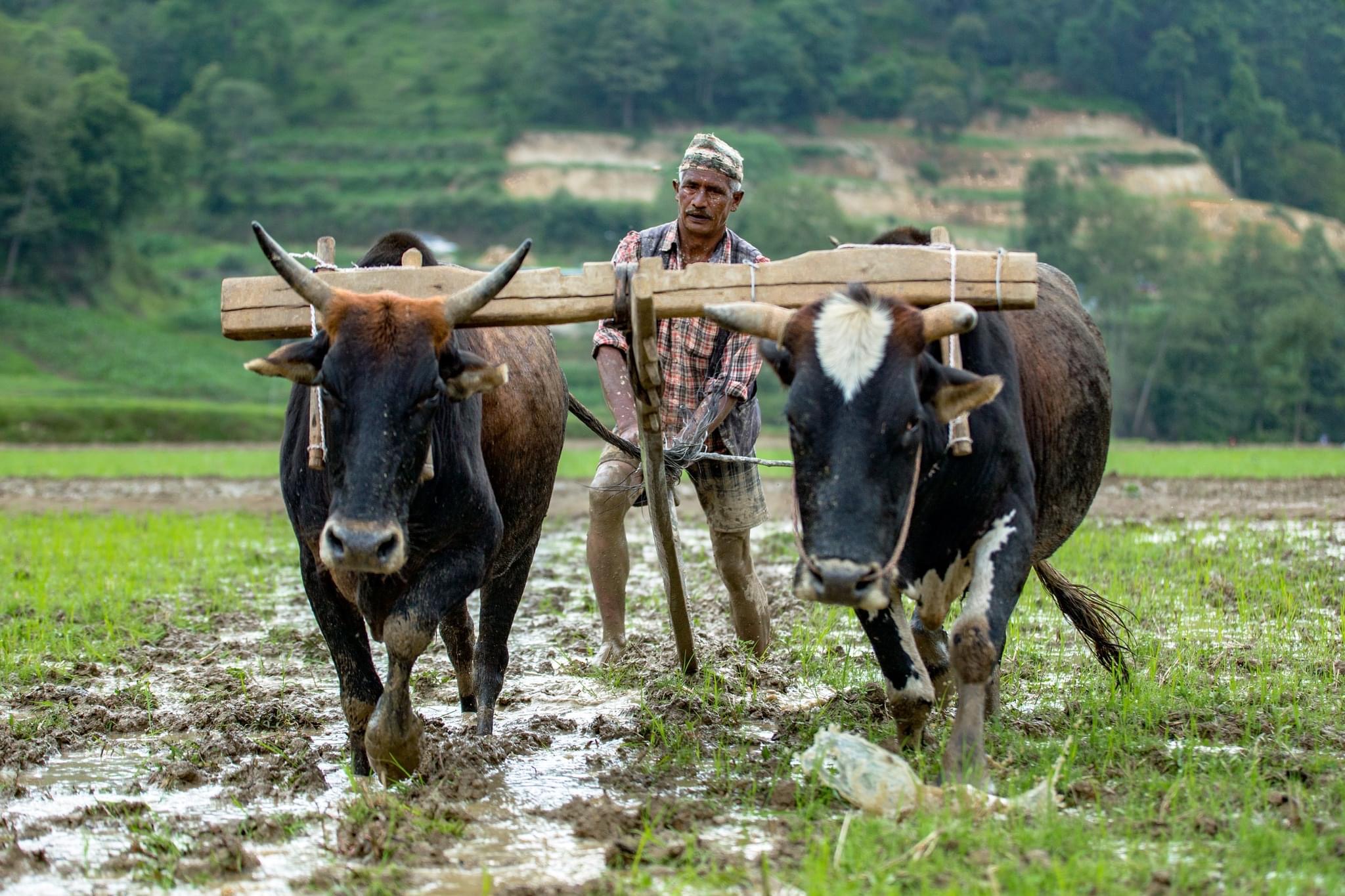 गुल्मीमा गाईपालक किसानलाई प्रसूति भत्ता
