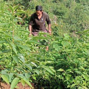हरित क्रान्तिमा तेह्रथुमका किसान