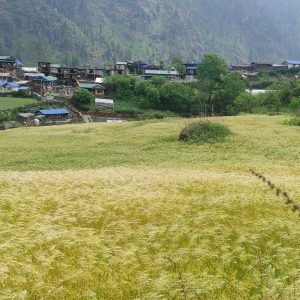 मनाङमा रैथाने बाली उत्पादन घट्दै