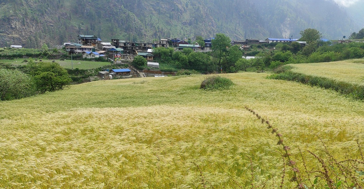 मनाङमा रैथाने बाली उत्पादन घट्दै