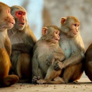 बाँदर आतङ्क न्यूनीकरण गर्न ‘बाँदर बगैँचा’ निर्माण गरिँदै