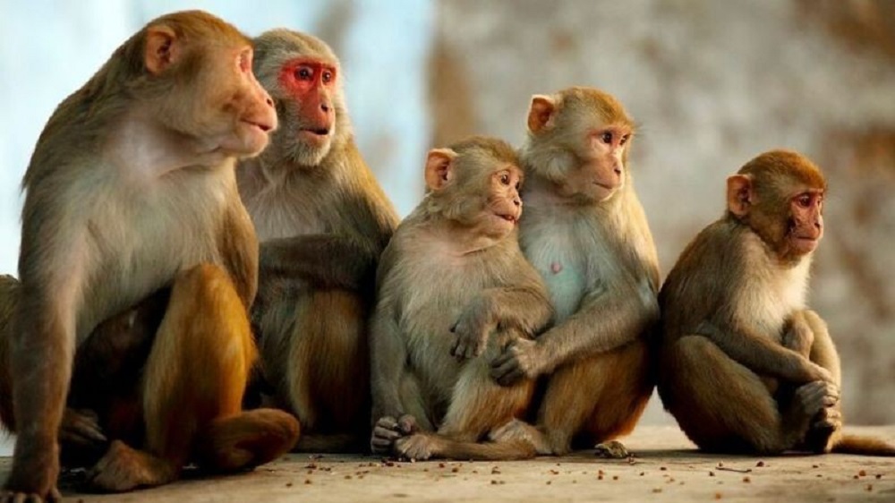 बाँदर आतङ्क न्यूनीकरण गर्न ‘बाँदर बगैँचा’ निर्माण गरिँदै