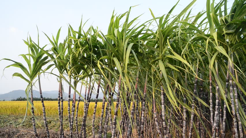 उखु उत्पादक किसानलाई रु १ अर्ब ६० करोड अनुदान उपलब्ध गराउन माग
