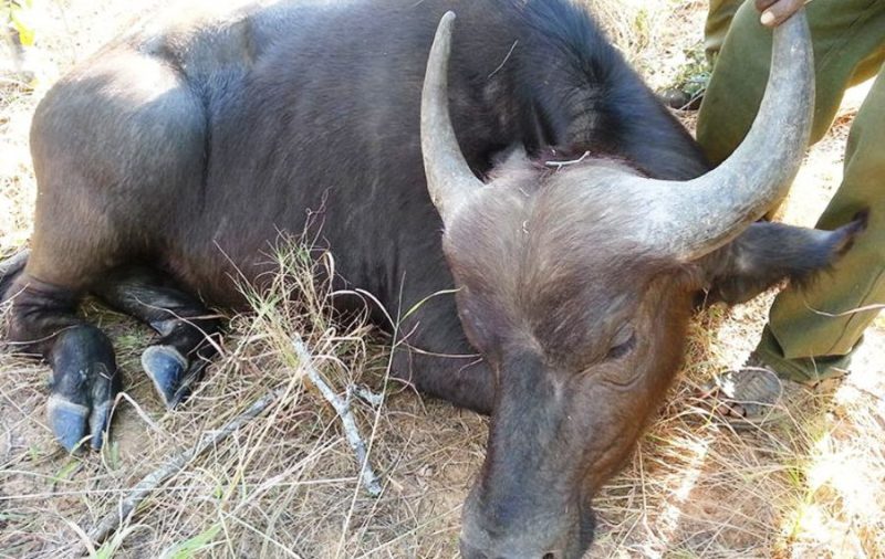 अज्ञात रोग फैलिँदा चङ्खेलीमा ३० भन्दा बढी पशुवस्तु मरे