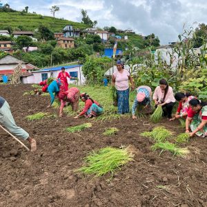 कोदो दिवस: उत्पादन र उपयोग बढाउन अभियान चलाउँदै पालिका