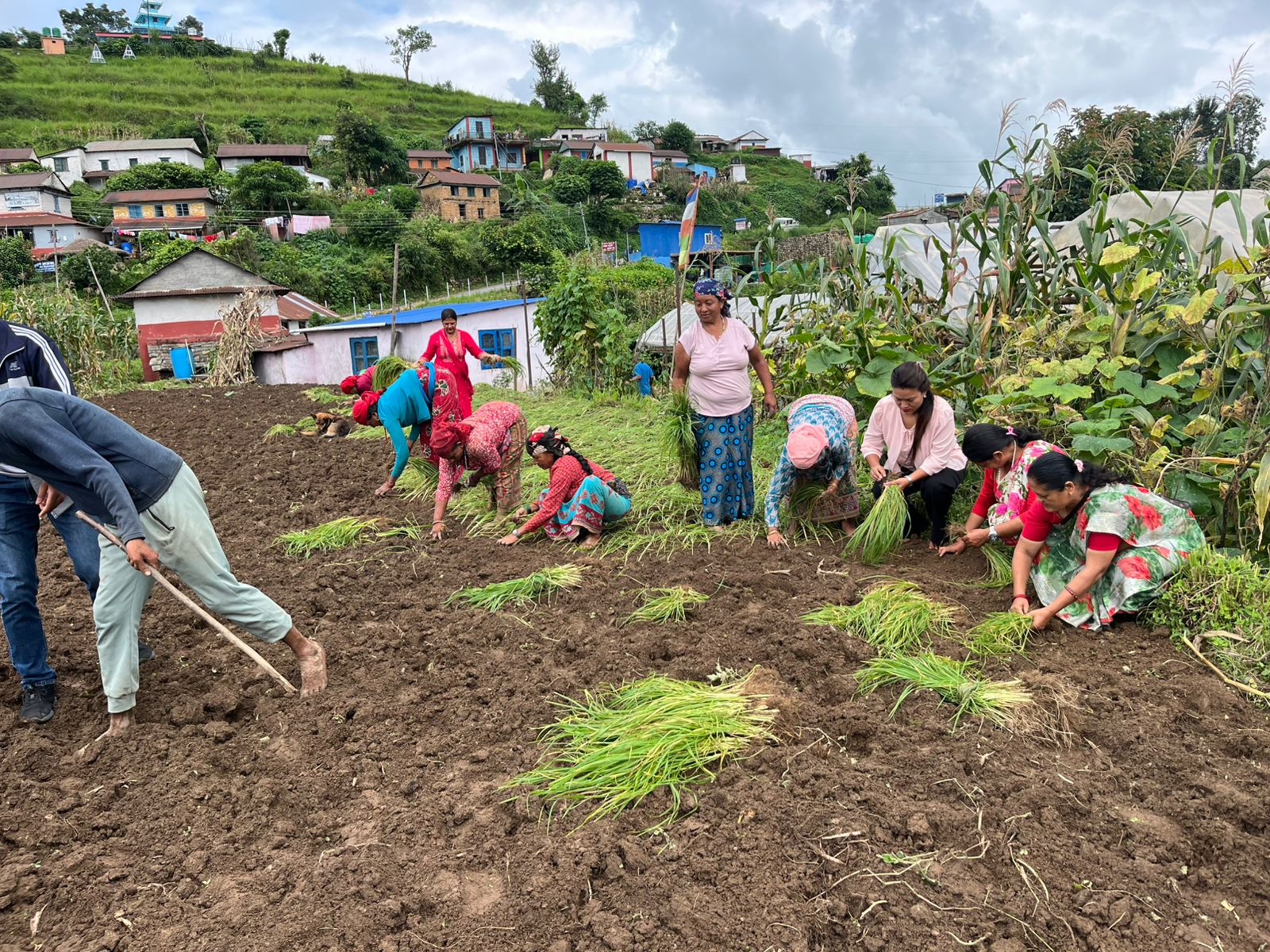 कोदो दिवस: उत्पादन र उपयोग बढाउन अभियान चलाउँदै पालिका