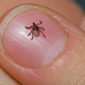स्क्रब टाइफसको प्रकोप: चितवनमा एक महिलाको ज्यान गयो, दर्जनौं बिरामी