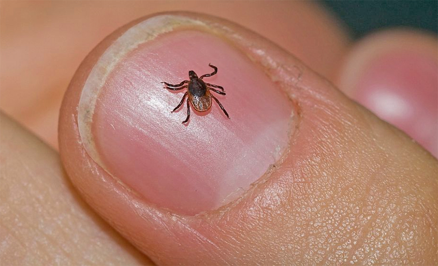स्क्रब टाइफसको प्रकोप: चितवनमा एक महिलाको ज्यान गयो, दर्जनौं बिरामी
