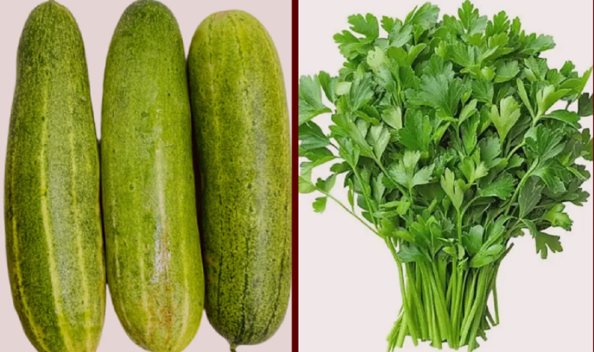 धनियाँ र काक्रोमा अत्यधिक विषादी, उपभोगयोग्य नभएको पुष्टि