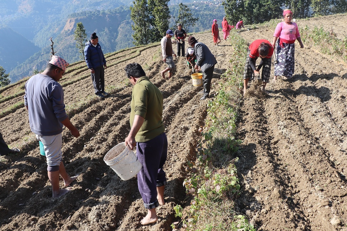 जलजला आलुको बीउमा आत्मनिर्भर