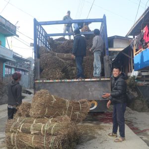 चिराइतो बिक्री नहुँदा किसान चिन्तित