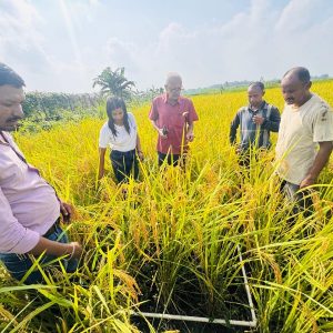 धानको उत्पादन घटेसँगै मूल्यमा पनि गिरावट