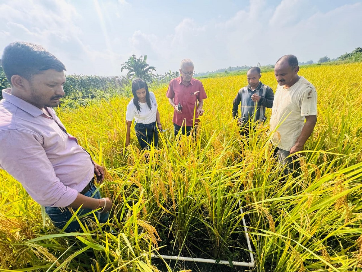 धानको उत्पादन घटेसँगै मूल्यमा पनि गिरावट