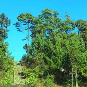 भोजपुरको काफ्ले डाँडालाई पर्यटकीय क्षेत्रका रुपमा विकास गरिँदै