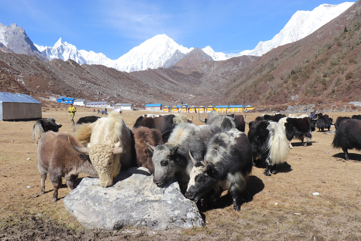 जलवायु परिवर्तनको चपेटामा मनाङका खर्क : याक चौँरी पालन सङ्कटमा