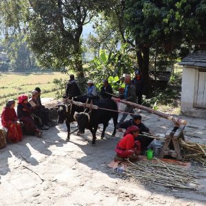 आधुनिकता बीच पनि मङ्गलामा कोलमा उखु पेल्ने चलन निरन्तर