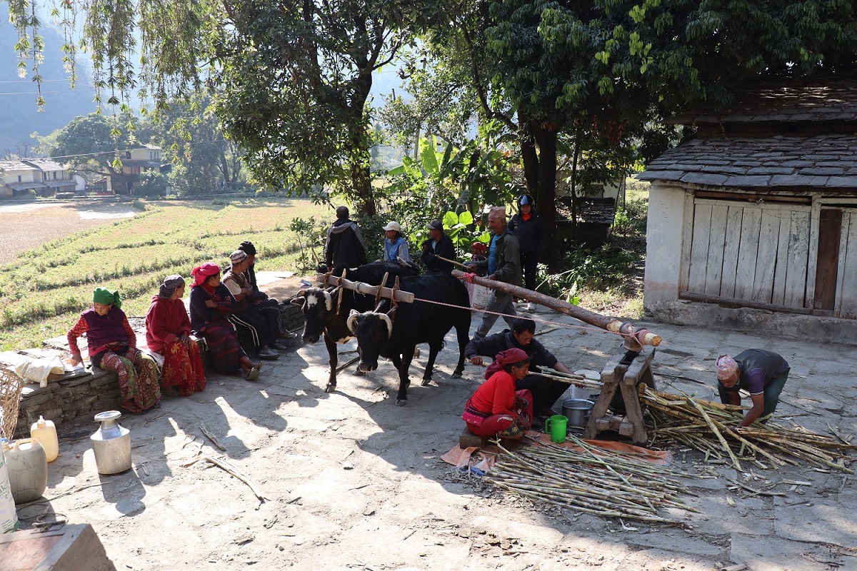 आधुनिकता बीच पनि मङ्गलामा कोलमा उखु पेल्ने चलन निरन्तर