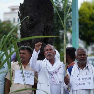 उखु ‘क्रसिङ सिजन’ सुरु भइसक्दा पनि मिल ठप्प, मूल्य नतोकिँदा किसान थप संकटमा
