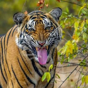 निगरानीमा बाघ: स्वचालित क्यामेरासहित व्यापक गणना सुरु