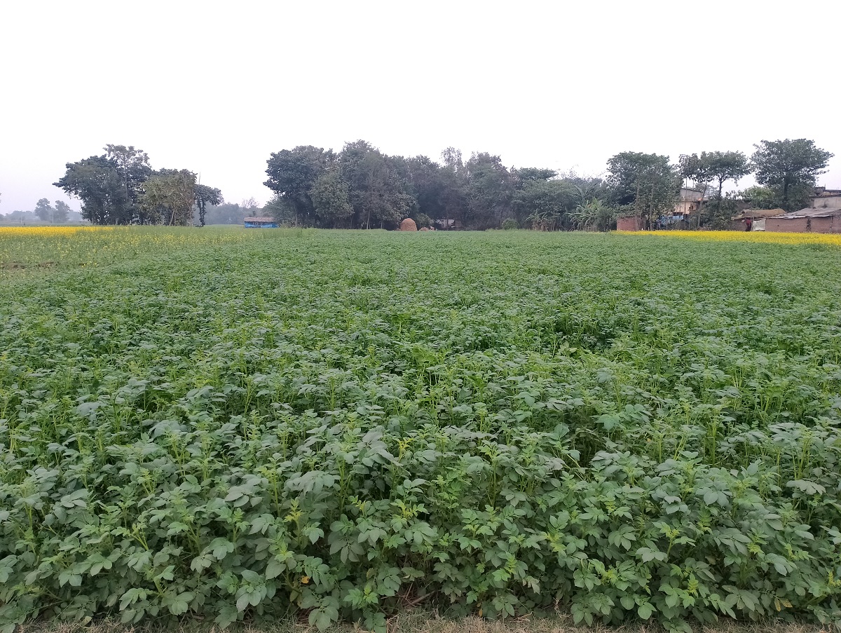 पश्चिम नवलपरासीमा व्यावसायिक आलुखेतीबाट किसानको आम्दानी बढ्दो