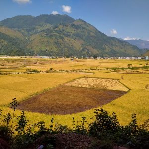 स्याङ्जामा धान उत्पादन १३.८ प्रतिशतले वृद्धि