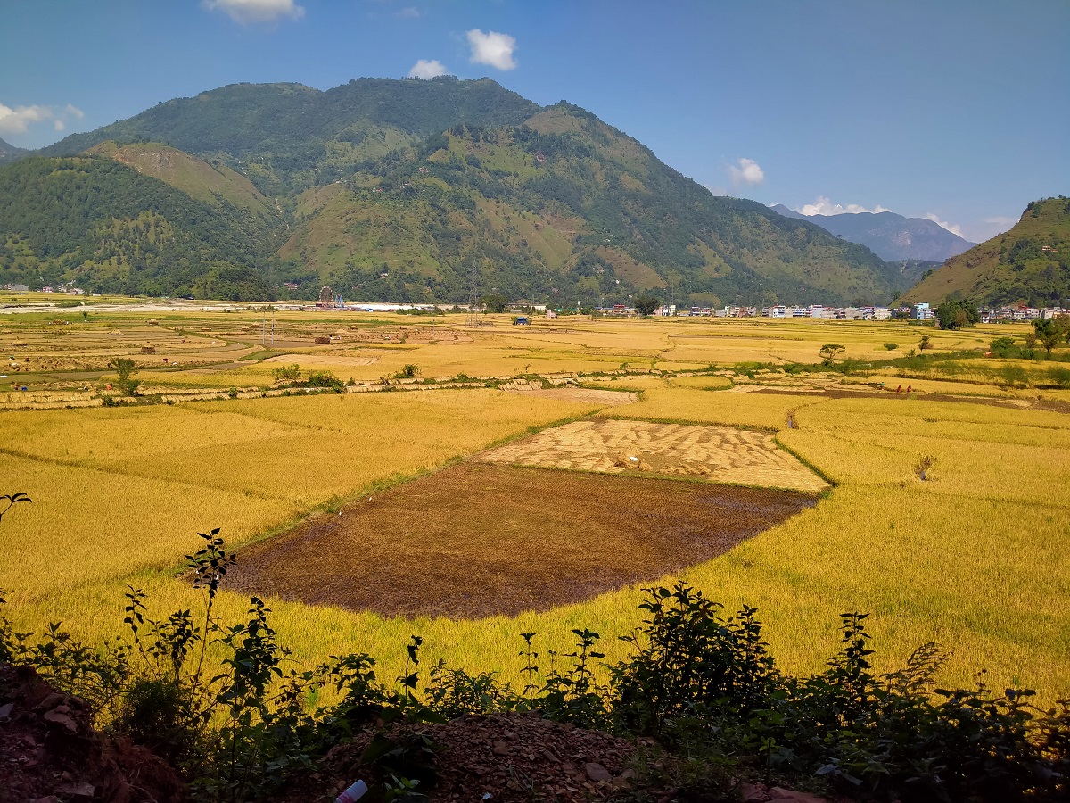 स्याङ्जामा धान उत्पादन १३.८ प्रतिशतले वृद्धि