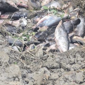 अत्यधिक चिसोले नवलपरासीमा माछापालन संकटमा