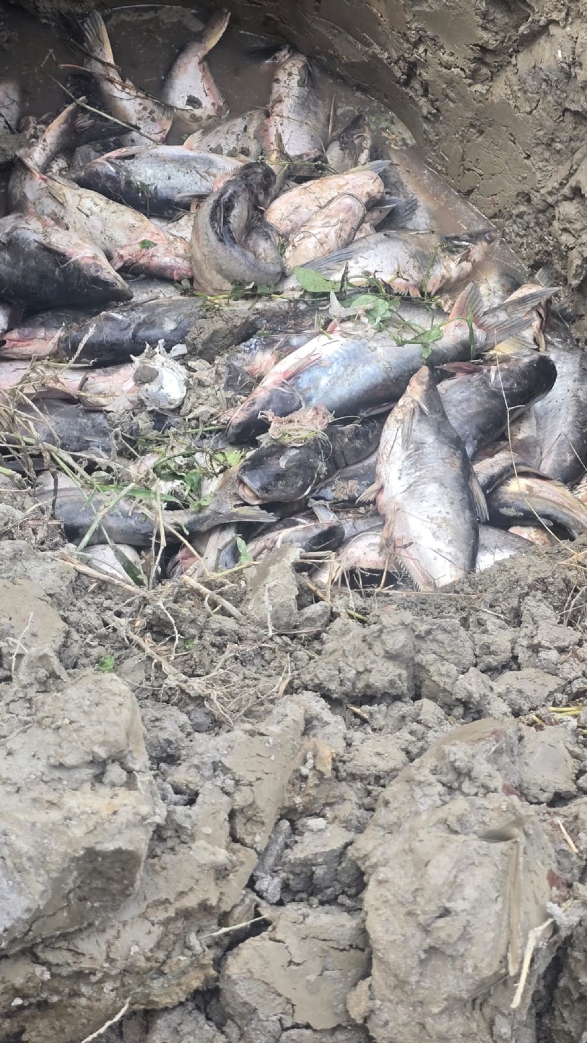 अत्यधिक चिसोले नवलपरासीमा माछापालन संकटमा