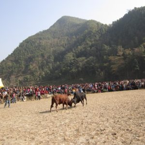 माघे सङ्क्रान्तिमा बेत्रावतीमा गोरु जुधाइ मेला