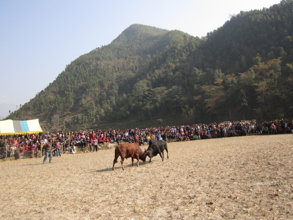माघे सङ्क्रान्तिमा बेत्रावतीमा गोरु जुधाइ मेला