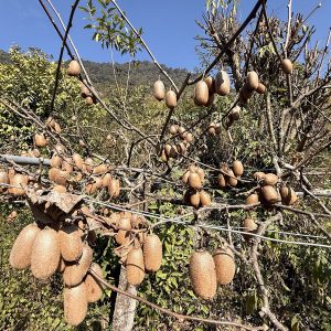 पाखा बारीमा हरियो सपना: गुल्मीको भार्सेमा फस्टाउँदै किबीखेती